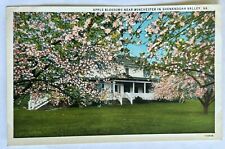 Apple Blossoms Near Winchester Virginia. Shenandoah Valley Postcard. picture