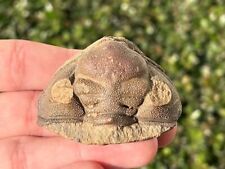 Rare Bolivia Fossil Trilobite Head Cryphaeoides rostratus Belen Formation Bug picture