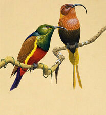 Huge Oil painting beautiful Long-billed birds on branch & color Feathers canvas picture