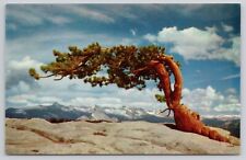 Postcard Jeffrey pine Yosemite national Park California picture