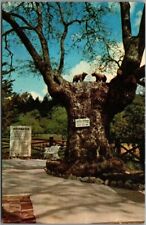 Calistoga, California Postcard PETRIFIED FOREST 