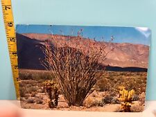 Ocotillo thorny scarlet flowered desert flora Giant Postcard picture