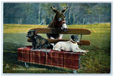 Postcard Declining Scottish Terrier Donkey c1910 Photochrome Tuck Dogs picture