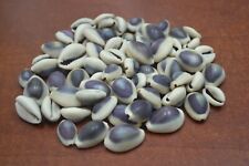 150 PCS PURPLE TOP COWRIE COWRY SEA SHELL CRAFT 1/2 LB #7373 picture