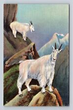 American Wildlife Of The Northwest & Alaska, Mountain Goat Vintage Postcard picture