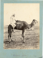 Algeria, Vintage Albumen Print Carrier Camel  20x25 Albumin Print   picture