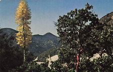 Kagel Canyon CA California, Yuccas, Angeles National Forest, Vintage Postcard picture
