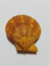 sea shell mimachlamys pseudolima(pecten) 43 mm..item #5 picture