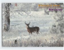 Postcard Whitetail Deer New Jersey USA picture
