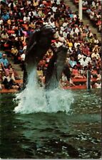 Postcard Dolphin High Jump Sea World's Florida picture