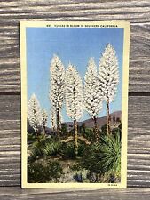 Vintage Postcard Yuccas Is In Bloom In Southern California White Flowers Trees picture