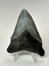 Megalodon Shark Tooth 3.52” Natural - Authentic Fossil - Carolina 18212 picture
