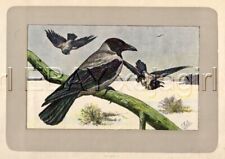 BIRD Crow Hooded Crow, Hoodiecrow, Rare Antique 100-Year-Old French Bird Print picture