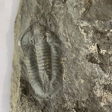 810 grams of Cambrian trilobite fossils picture