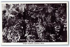 c1910 Grape Clusters Fruit Farm Stem Lawton Michigan MI Vintage Antique Postcard picture