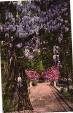 Wisteria in Bloom Pine Forest Inn Summerville SC Hand-Colored Postcard 1920s picture
