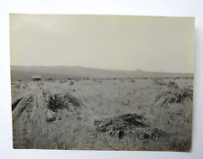 Butte Valley Macdoel CA c1910 Historic Photograph Wheat Field H.F. Maust Ranch picture
