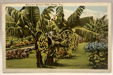 Beautiful Banana Tree, Miami, Florida FL Vintage Postcard picture