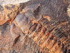 RARE ORNAMENTED Fossil Trilobite P. brevilimbatus Morocco Cambrian Lagerstatte picture
