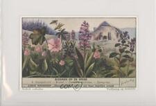 1950s Liebig Wayside Flowers S1544 Dutch #6 z6d picture