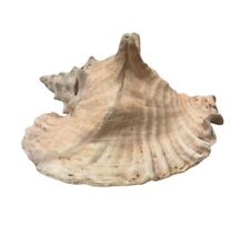9”x5” Real Long Conch Sea Shell Pink Seashell Beach Nautical Large Shells Decor picture