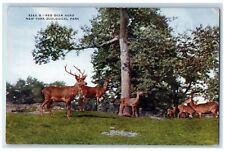 c1910's Red Deer Herd New York Zoological Park Bronx NY, Animals Postcard picture