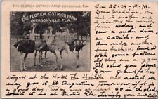 Vintage Jacksonville, Florida Postcard THE FLORIDA OSTRICH FARM 1904 FLA Cancel picture