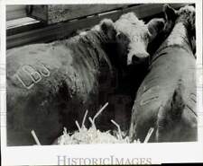 1965 Press Photo Steers from President Lyndon Johnson's Ranch, Mt. Carmel picture
