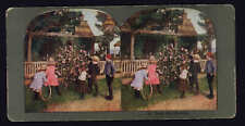 Vintage Stereo view card * No. 23 BUDS and BLOSSEMS visiting Uncle Ned KID Roses picture