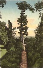 Evergreen Garden Ash Lawn President Monroe home Virginia Albertype handcolored picture
