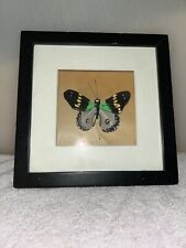Fake? Painted framed mounted butterfly  8”X8” picture