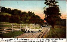 1906 New England Road Antique Postcard Flock Of Sheep Split Rail Fence Country  picture