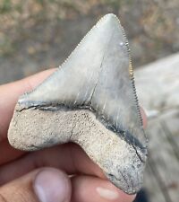 2.45” RARE Calvert Cliffs Chubutensis MEGALADON Era Shark Tooth  picture