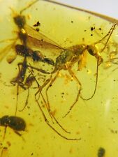 Very Rare Ant Burmite Natural Myanmar Insect Amber Fossil picture