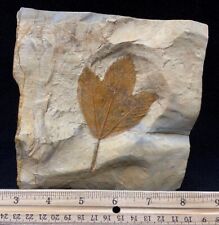 Killer Fossil Precursor of the Sycamore Leaf, Glendive, Montana picture