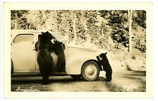 1930s? RPPC - Beggar Bear Family on Car, Inspection picture