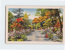 Postcard Road/Pathway Flowers & Trees Nature Scenery picture