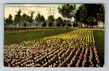 Chicago IL-Illinois, Tulip Bed In Washington Park, Flowers, Vintage Postcard picture