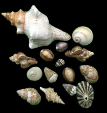 Vintage Mixed Rare Seashell Lot Various Species & Sizes Collectors Estate A12 picture