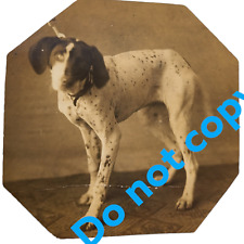 Vintage English POINTER DOG Photo 1910s 1920s Antique picture