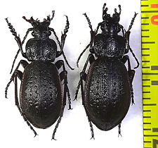 Carabidae, Carabus (Diocarabus) massagetus pair A1, E. Russia (Tyva) picture