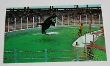 Vintage Souvenir Travel Postcard Florida Seaquarium Killer Whale Jumping picture