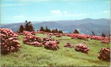 Roan Mountain North Carolina Postcard 1950s Rhododendron Flowers Floral NX picture