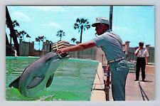 Marineland FL-Florida, Marineland of Florida Porpoises Souvenir Vintage Postcard picture