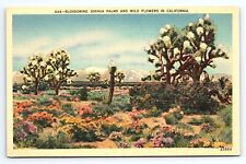 Postcard Blossoming Joshua Palm Trees Wild Flowers in California CA picture