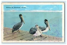 Pelicans St. Petersburg Florida Animals Cute 1923 Vintage Antique Postcard picture