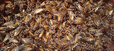 Bulk Real Cicadas Brood XIX (19) with exuviae (shed skins)  30 Pieces  picture