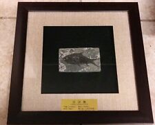 Jiang Hanichthys Chan Han Fossil Fish Cretaceaous HuBei,China Framed 12x12