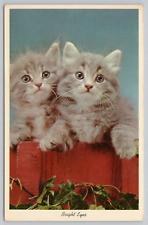Postcard Bright Eyes, Two Cute Gray Kittens, Posted 1967 picture
