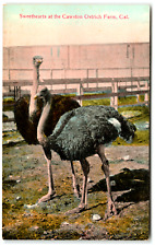Postcard Vintage Sweethearts at the Cawston Ostrich Farm, CA picture